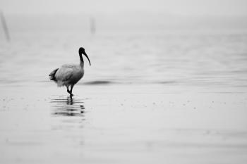 Bird walking on the beach