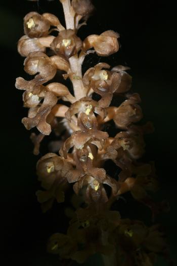 Bird's - nest orchid