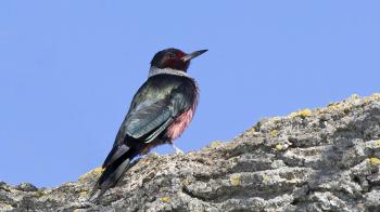 Priority Birds | Audubon New Mexico