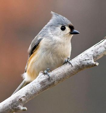Bird-feeding Basics | Audubon Texas
