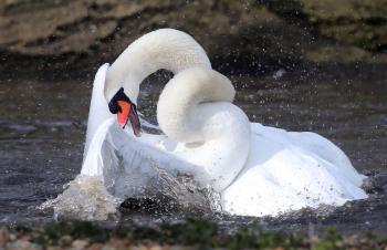 Untying the Knot | Audubon