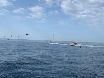 Birds, boats and the summer sea