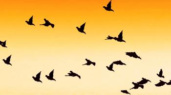 Birds flying against a sunset sky Motion Background - Videoblocks