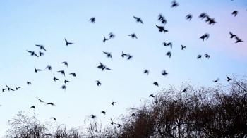 Birds flying away from the tree Stock Video Footage - Videoblocks