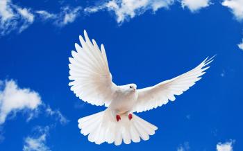 Desktop pics of birds flying wallpaper