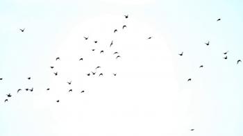 Birds flying in the sky in opposite directions. Stock Video Footage ...
