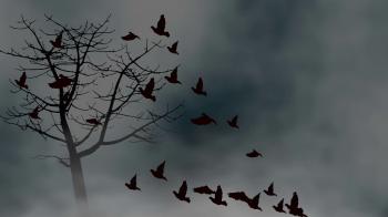 Birds flying into a cloudy sky Motion Background - Videoblocks