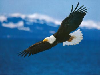 Desktop wallpaper birds flying
