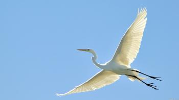 hd pics photos stunning attractive flying bird 2 hd desktop ...
