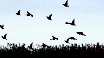 Birds flying in silhouette Motion Background - Videoblocks