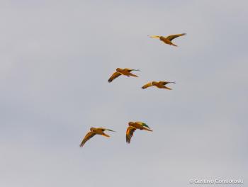 Golden Parakeet (Guaruba guarouba) Group of birds flying. | the ...
