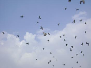 Birds flying