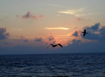 Birds flying over the Sea