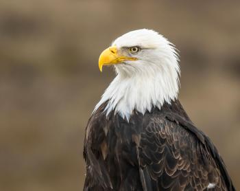 The New Head of the EPA is a Major Threat to Birds and People | Audubon