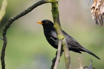 Bird photography London | Lost Stories of Ruskin Park