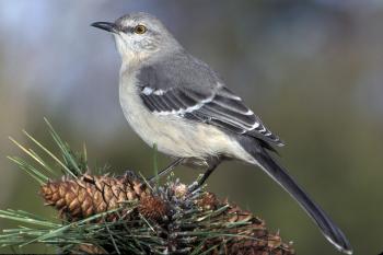 Northern Mockingbird | Audubon Field Guide
