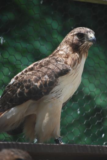 Birds of Prey – LIVE!