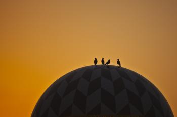 Birds on dome
