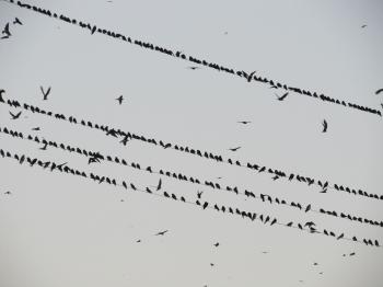 Birds on the Wires