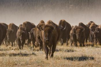NPS: Explore Nature » Biologic Resources » BRD Bison Bellow