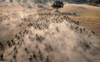 Herd of bison wallpaper #3467 - Open Walls