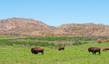 Bison in front of mountains