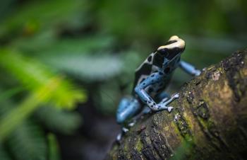 Black and Brown Frog on Three Branch