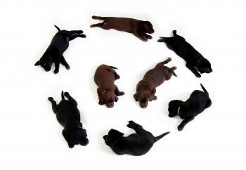 Black and Brown Labrador Puppies in a Circle Formation With 2 in the Middle