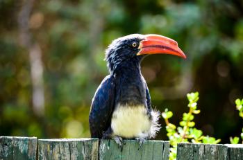 Black and Red Long Beak Bird on Fence Near Trees