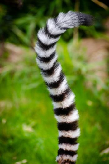 Black and White Animal Tail
