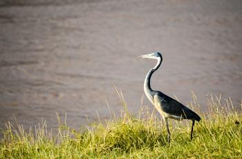 Black and White Bird Standing on Green Grass Beside Body of Water at Daytime