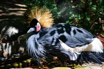 Black and white bird with golden crown and red cheeks walk through the forest