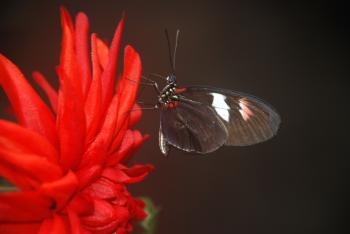 Black and White Butterfly on Red Multi Petaled Flower