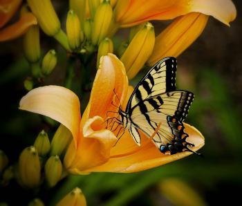 Black and White Butterfly Perch on Yellow Petaled Flower