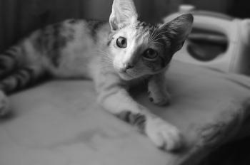 Black and White Photo of Cat