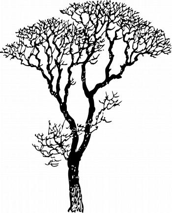 Bare Tree Black White Line Art Coloring Book Colouring Letters ...