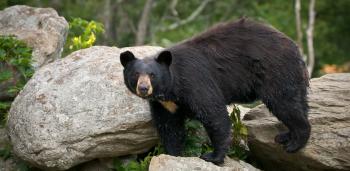 American Black Bear - Summer 2018