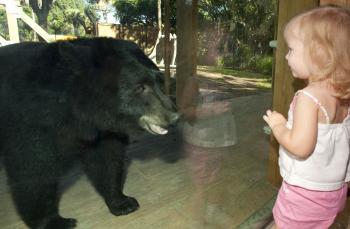 Black Bear