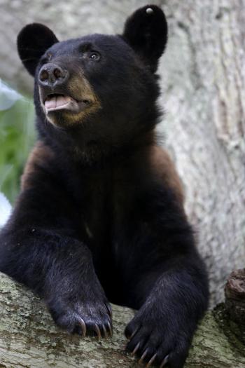 Black Bears Becoming Unusually Comfortable with People | WVTF