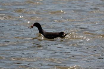 Black Bird in the Water Hunting