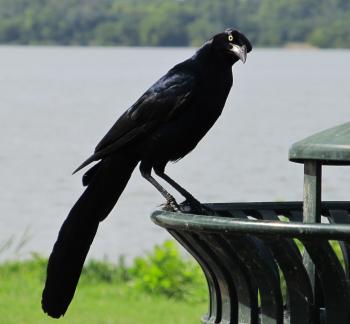 Black Bird Resting