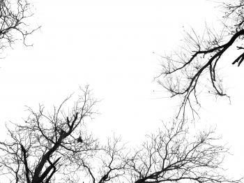 Free Black And White Tree Branch Plant Nature Texture Texture - L+T