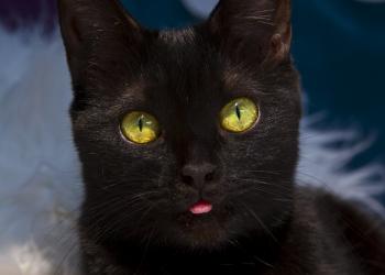 13 black cat myths to pawsitively darken your Halloween | MLive.com