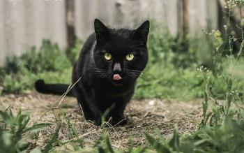 5 Fascinating Facts About Black Cats