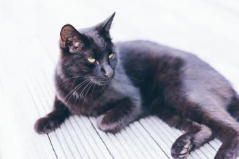 Black Cat on the Deck
