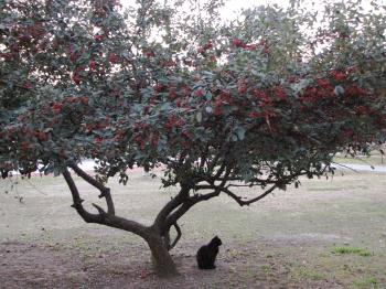 Black cat under tree