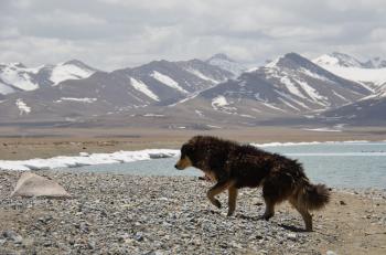 Black Coat Dog Walking in Front of Mountain during Daytime