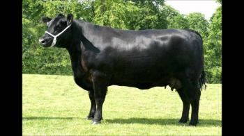 black cow Blank Template - Imgflip