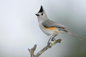 Black-crested Titmouse | Audubon Field Guide