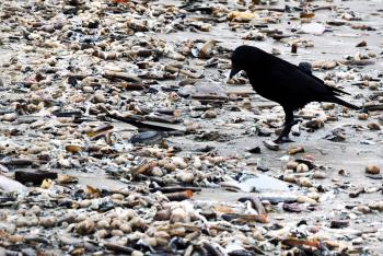 Black crow on beach